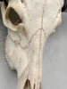 Plain White Water Buffalo Skull | Skull,A/092