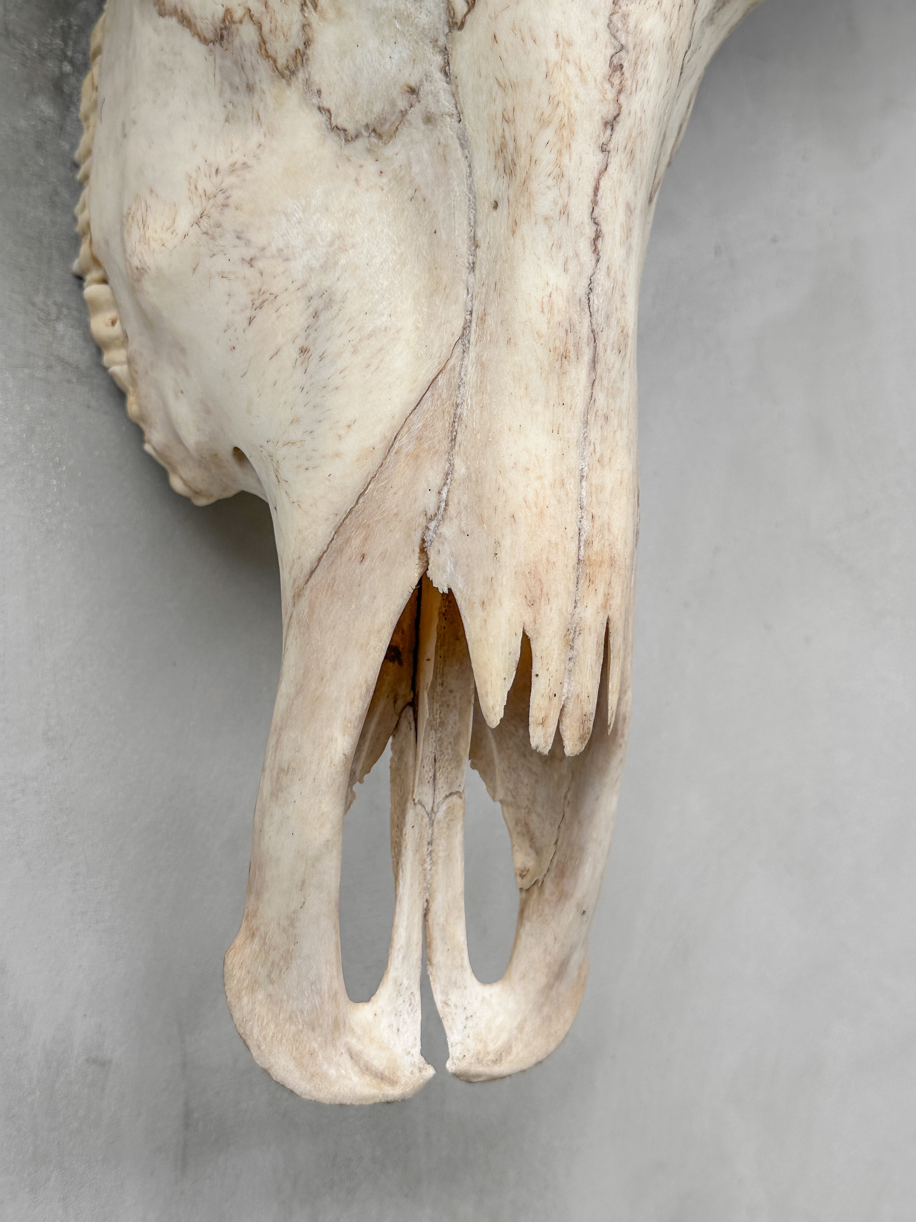 Plain White Water Buffalo Skull | Skull,A/092