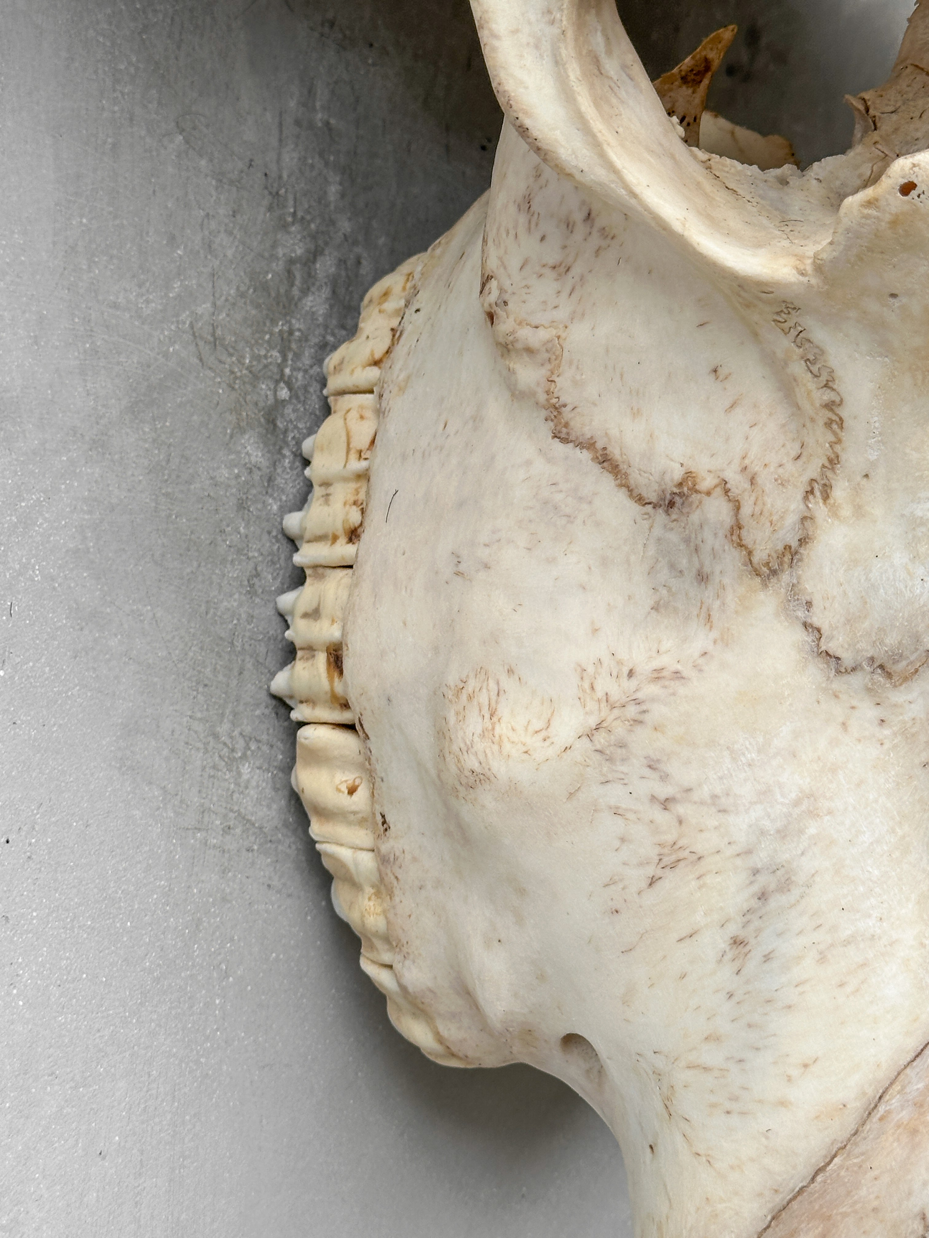 Plain White Water Buffalo Skull | Skull,A/092