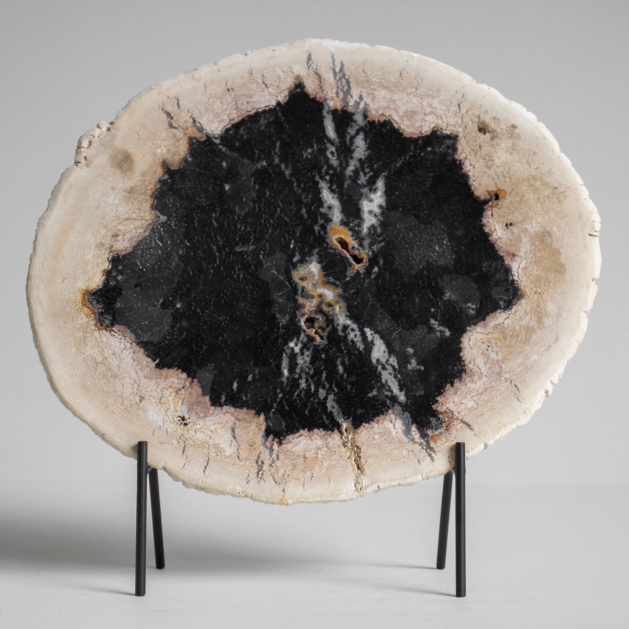 A Beautiful Slice of Petrified Palm Root on stand  PetW/046