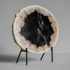 A Beautiful Slice of Petrified Palm Root on stand  PetW/046