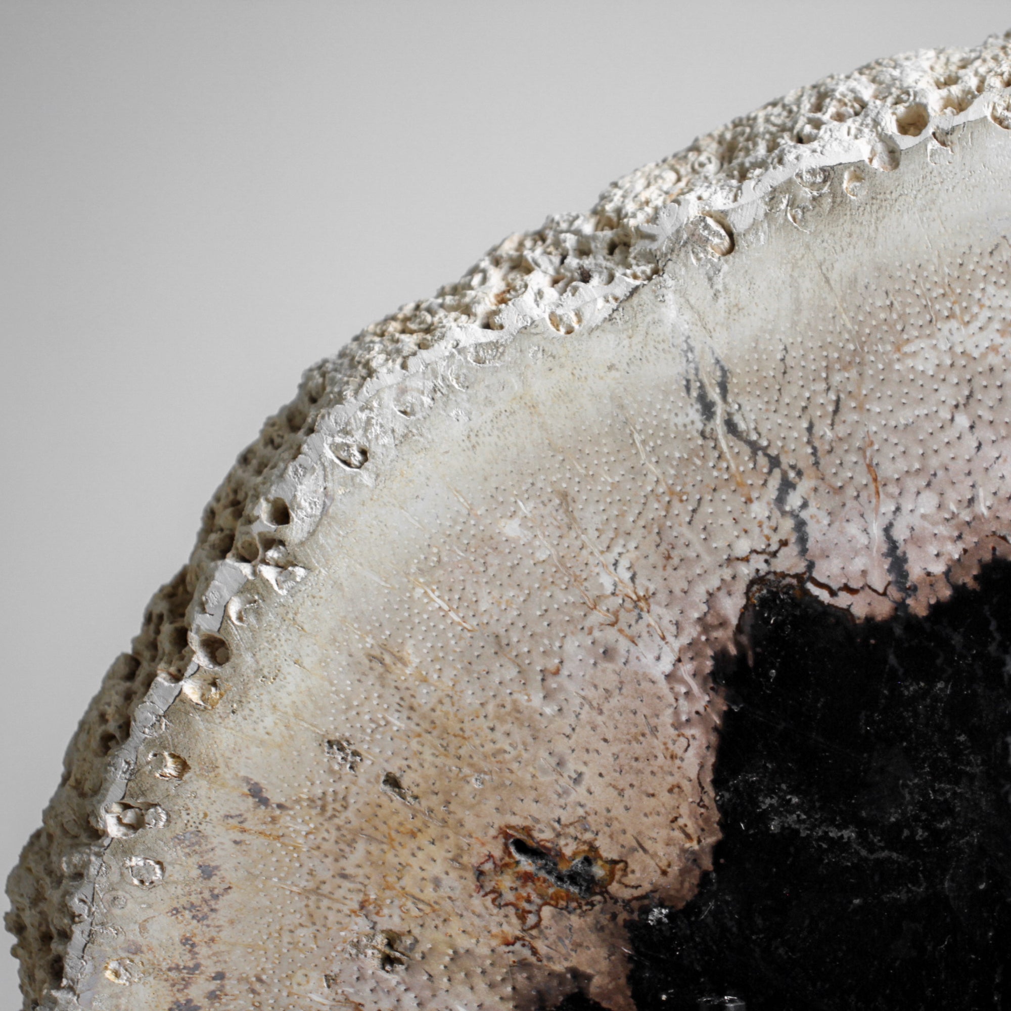 A Beautiful Slice of Petrified Palm Root on stand  PetW/046