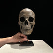 Human Skull on Stand Brown - RS032