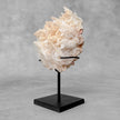 Beautiful Quartz Crystal cluster on a custom stand CC/564