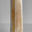 Natural Tusk on stand 6F/001