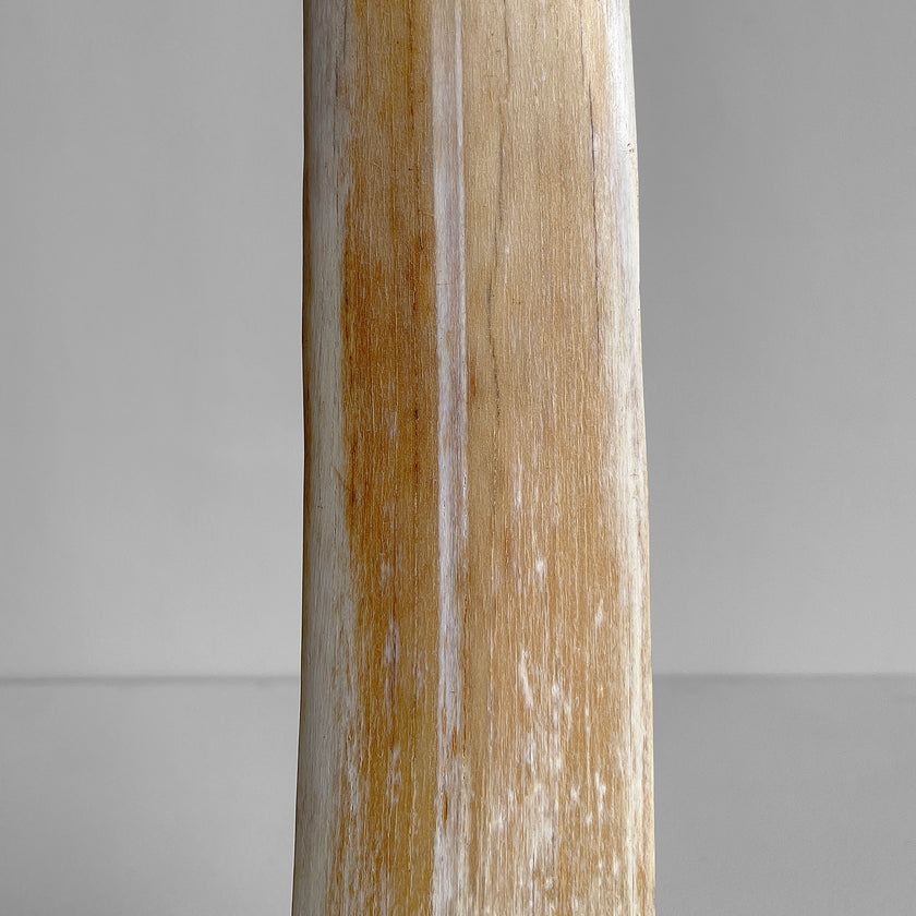 Natural Tusk on stand 6F/001