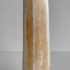 Natural Tusk on stand 6F/001