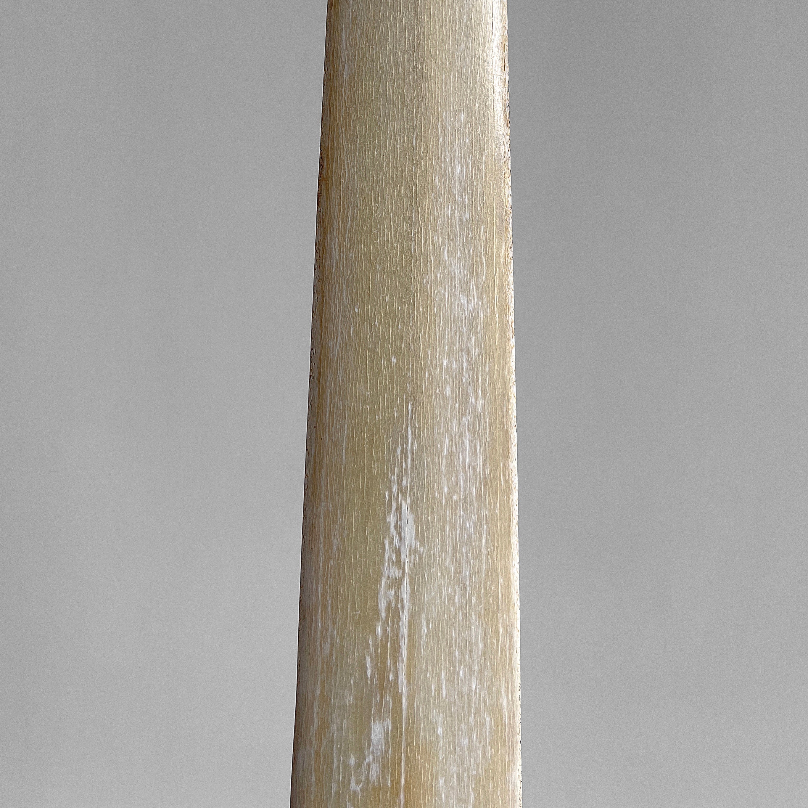 Natural Tusk on stand 6F/001