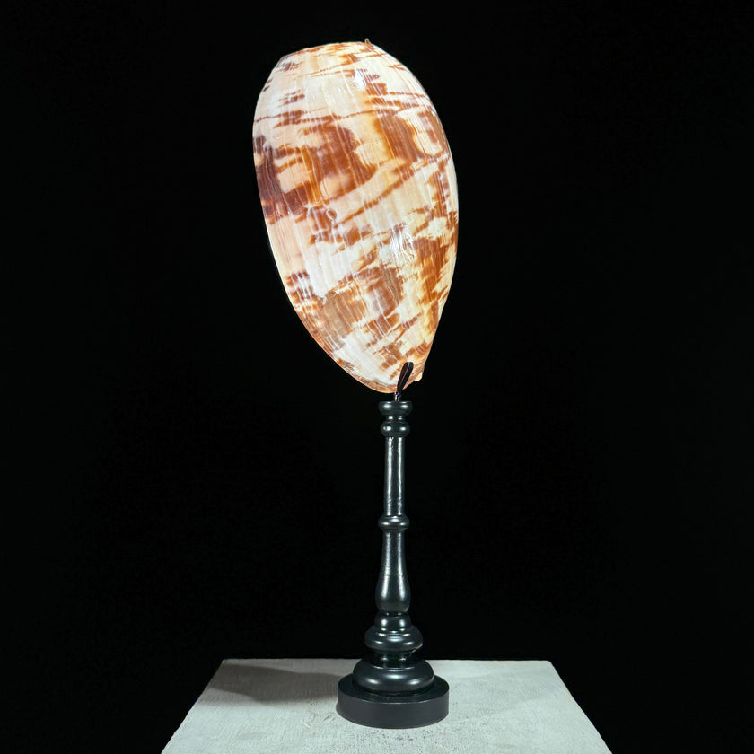 Melo Amphora -S2/368