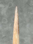 Swordfish - Vertical  - Tusk,A/008