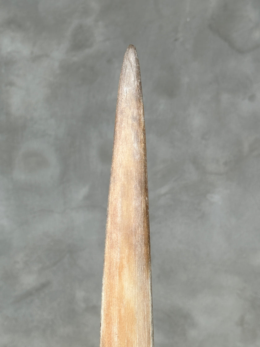 Swordfish - Vertical  - Tusk,A/008