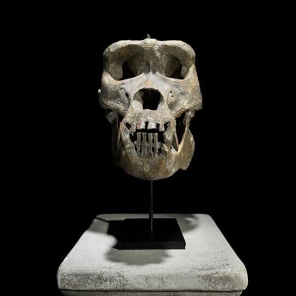 Gorilla Skull Brown - RS010