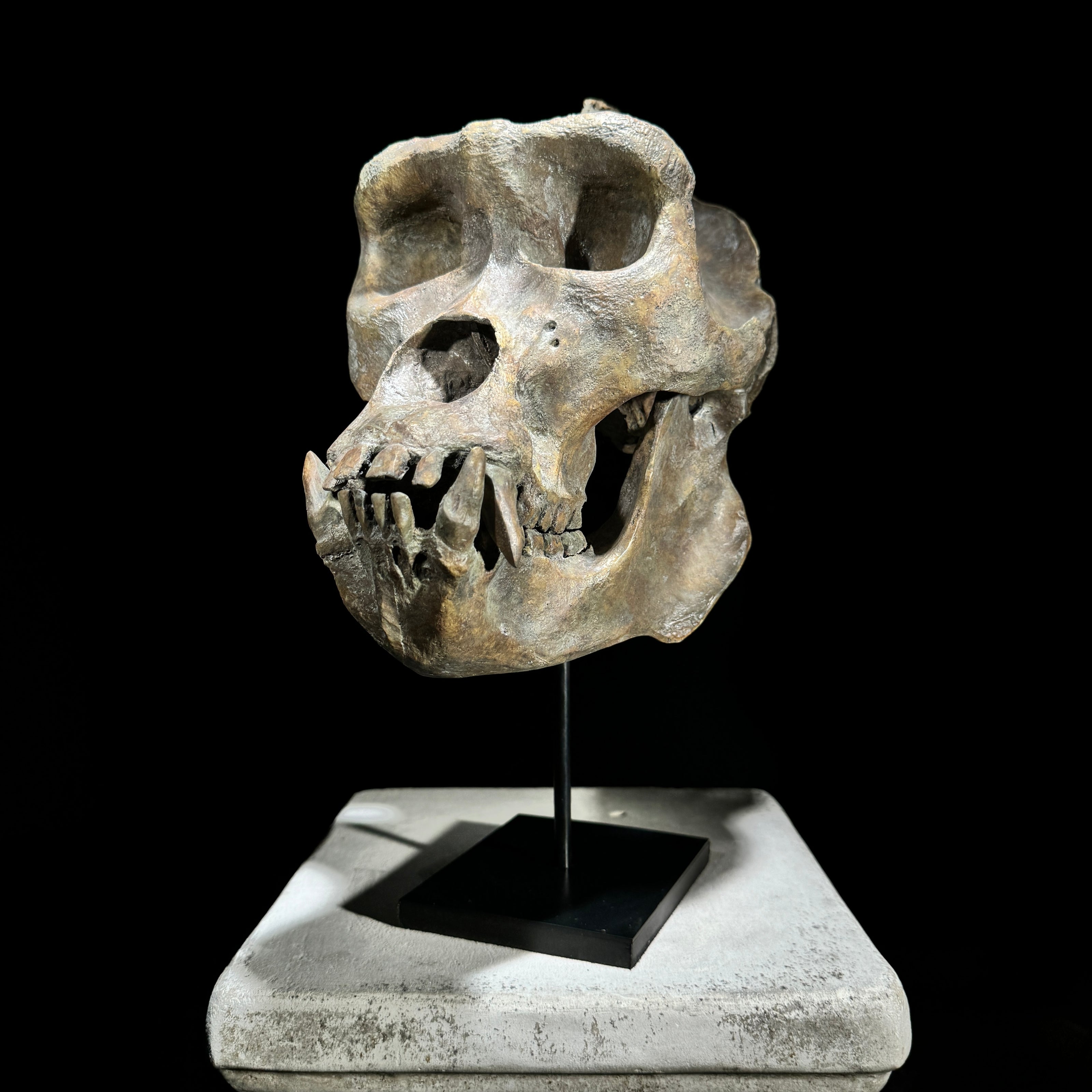 Gorilla Skull Brown - RS010