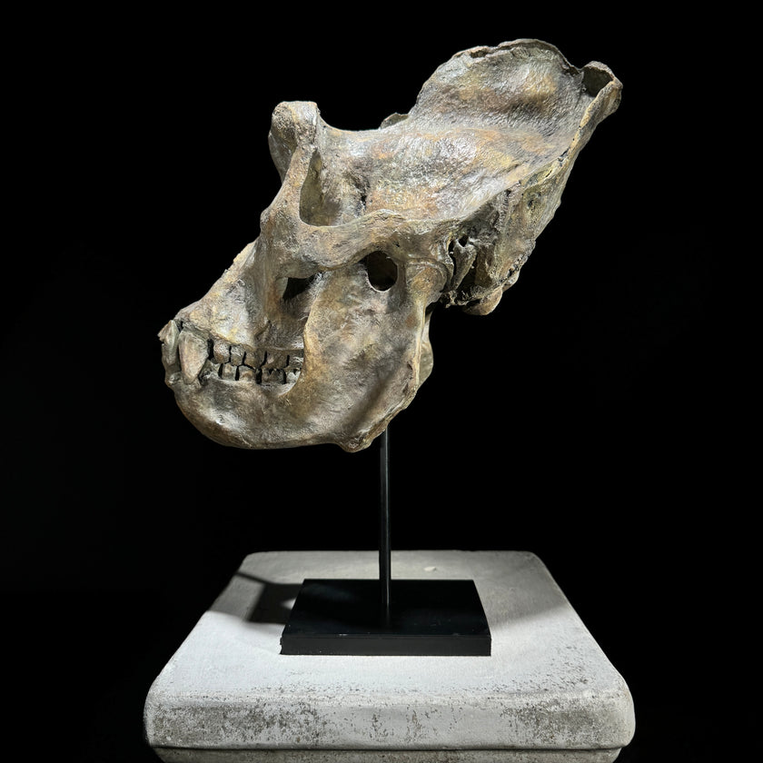 Gorilla Skull Brown - RS010