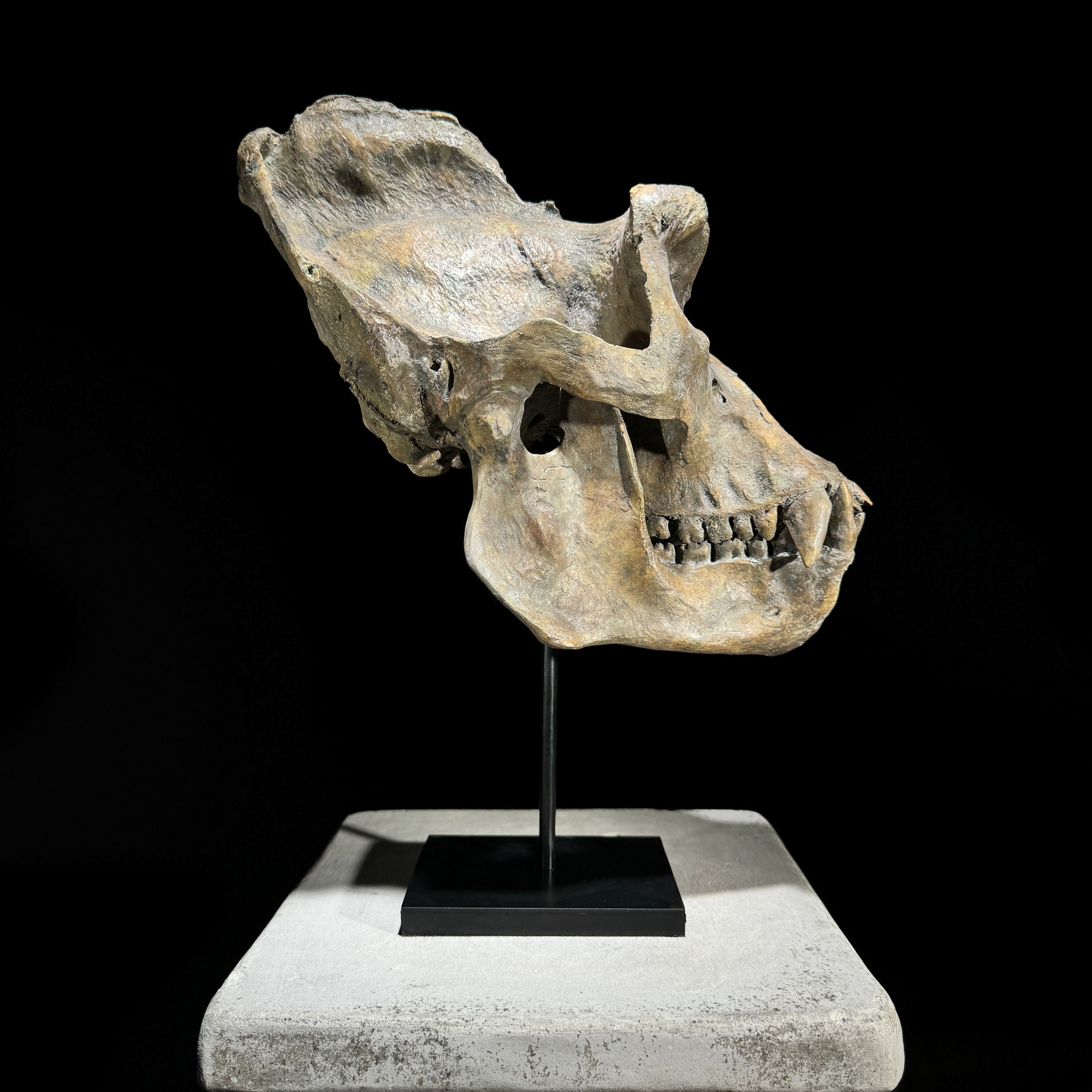 Gorilla Skull Brown - RS010