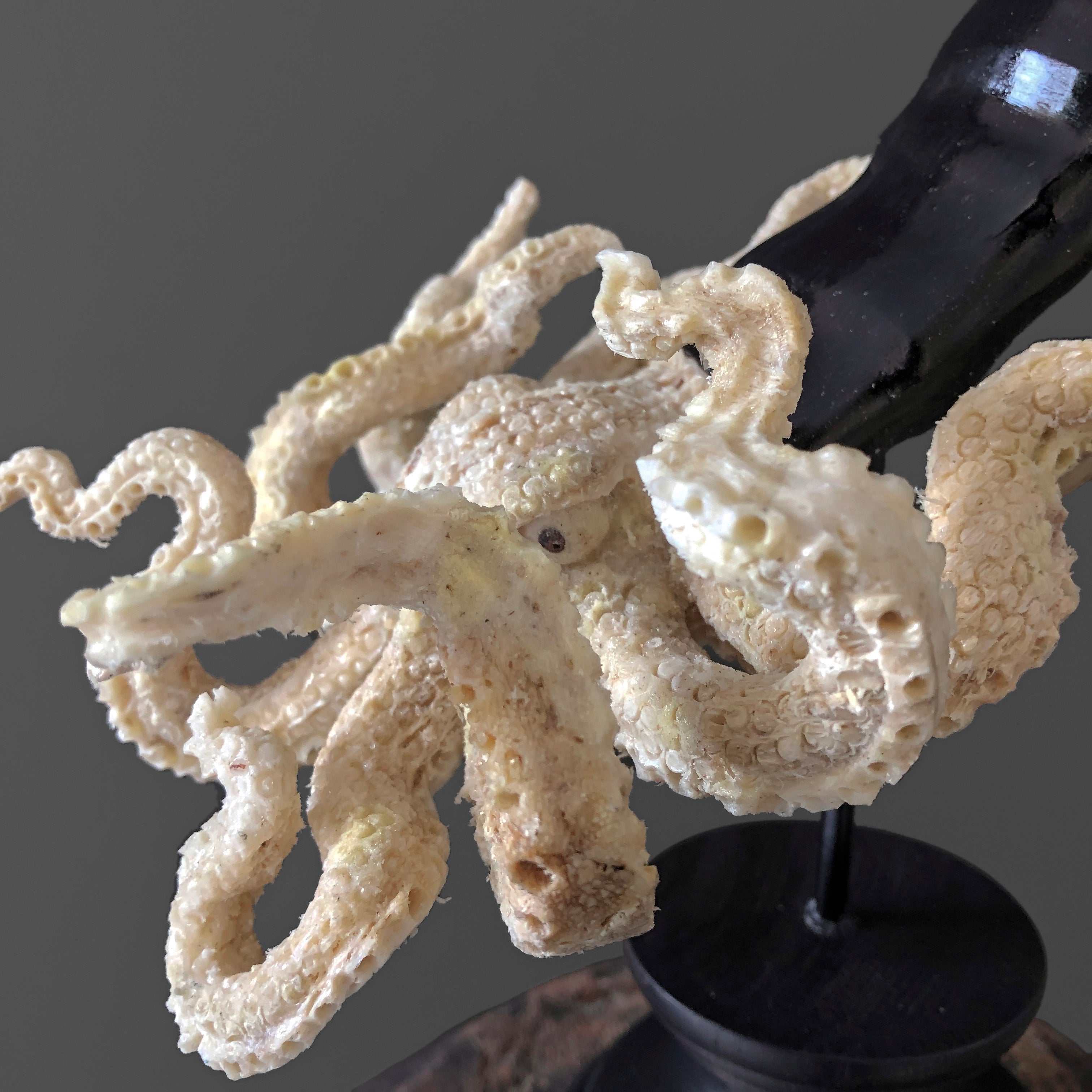 A Stunning Hand Carved Octopus With Horn on a Stand - 7Z/109