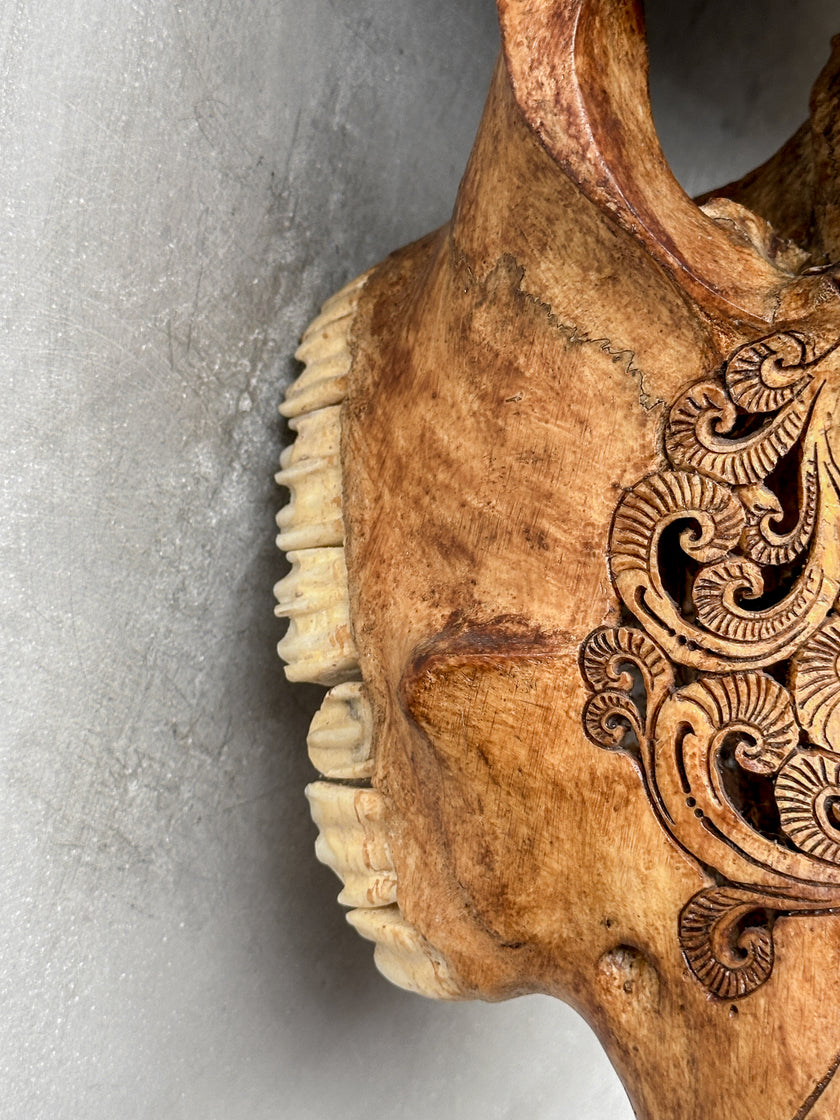 Brown Carved Buffalo Skulls with Badong motif | Skull,A/110
