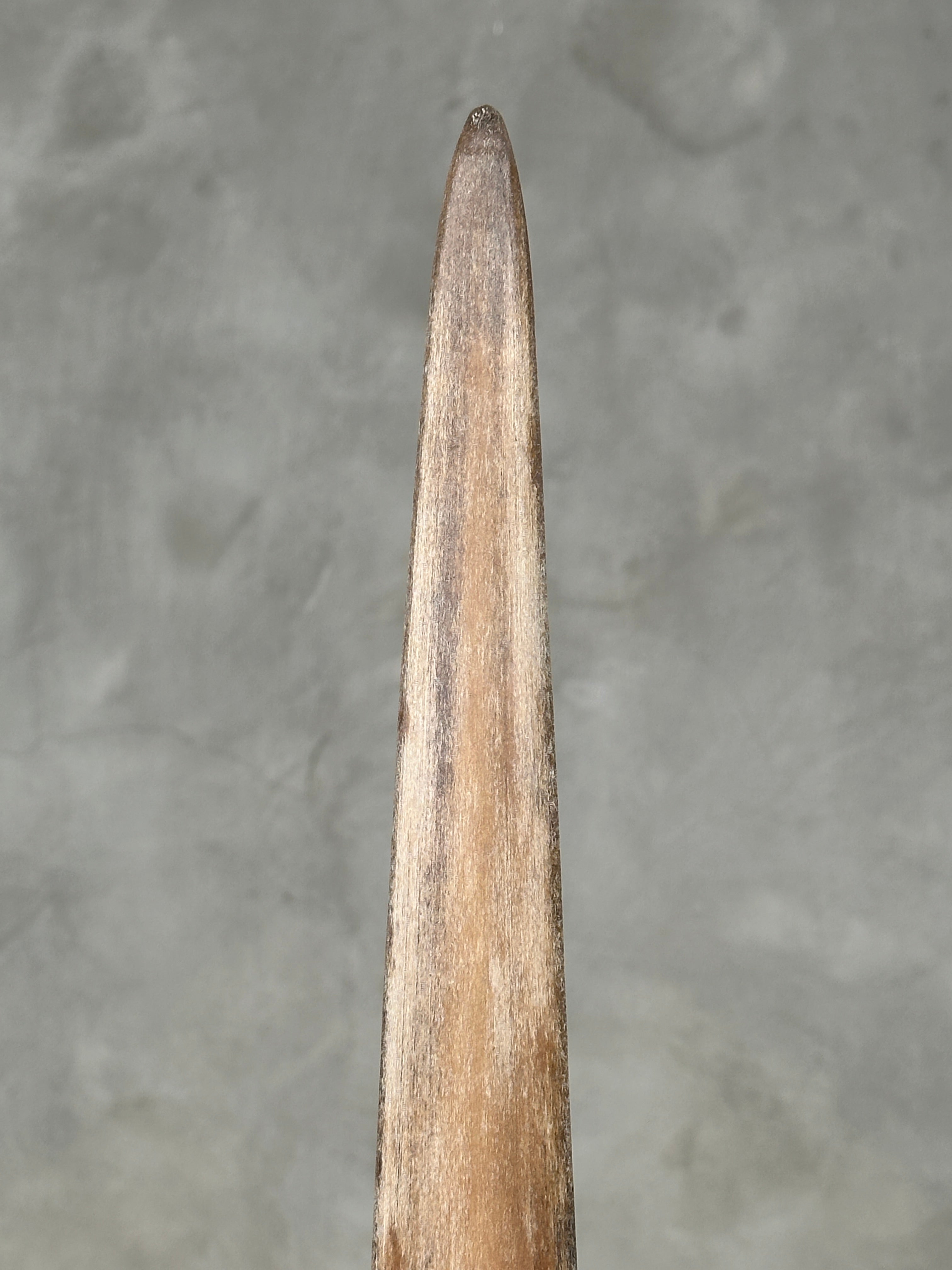 Swordfish - Vertical  - Tusk,A/006