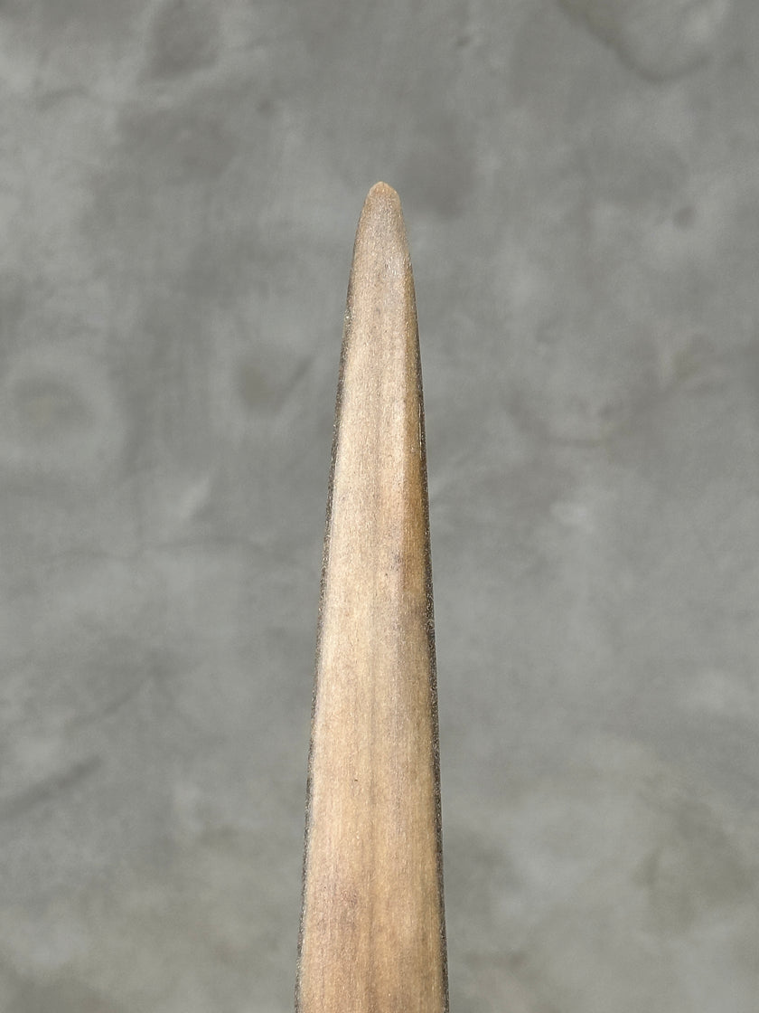 Swordfish - Vertical  - Tusk,A/010