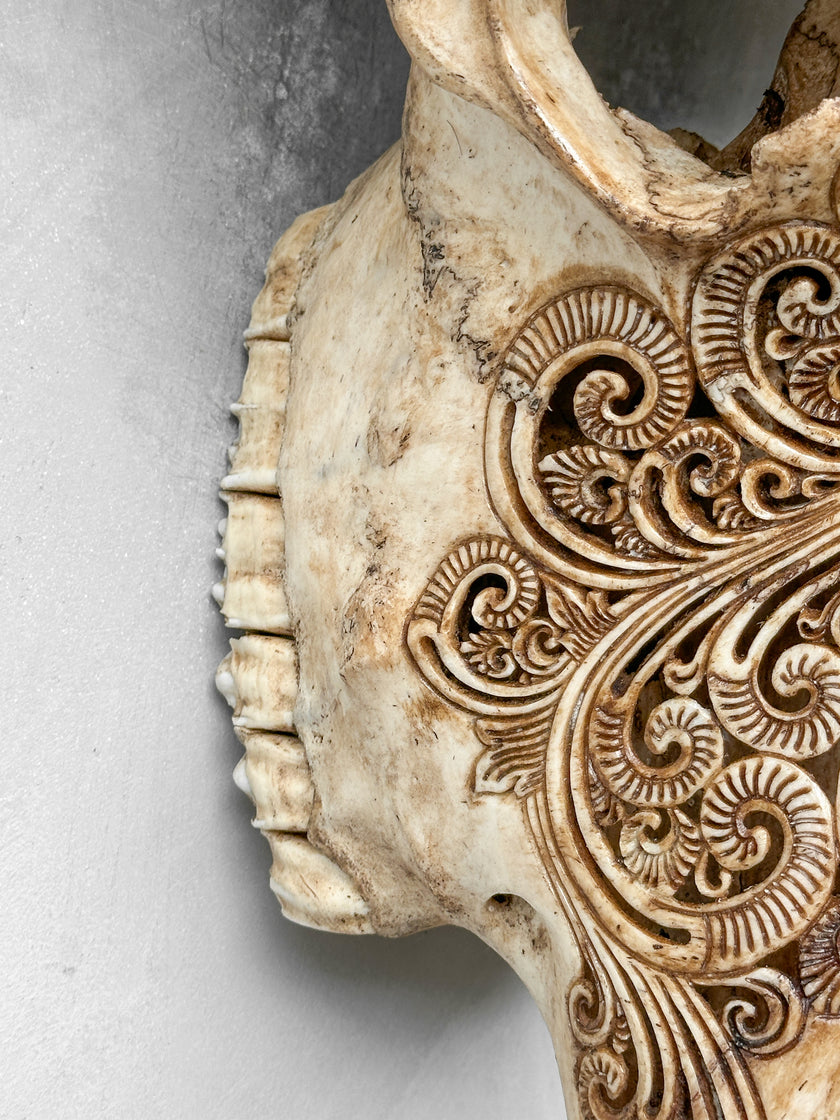 Caved Waterbuffalo Skulls with Ganesha Carving Skull,A/091