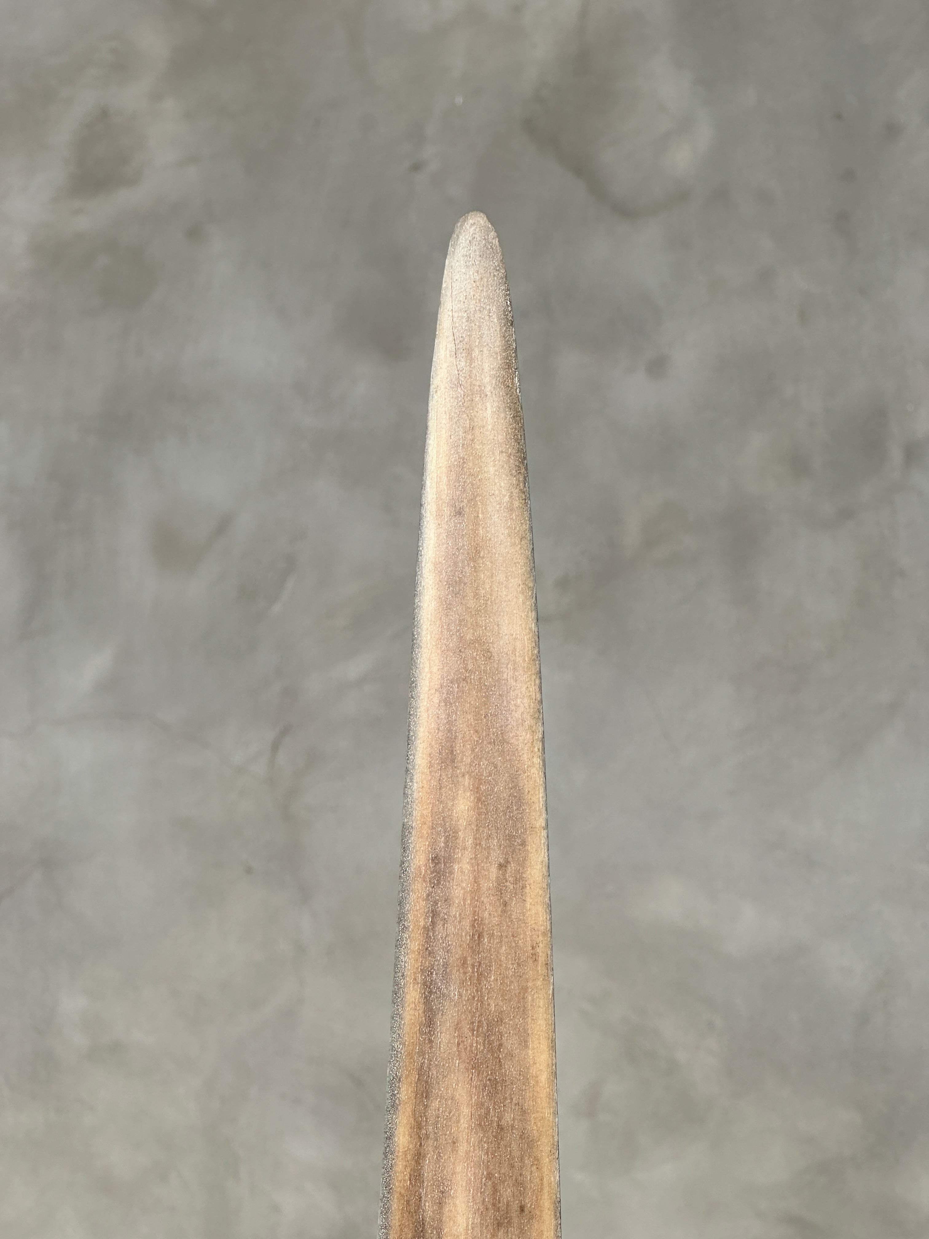 Swordfish - Vertical  - Tusk,A/001