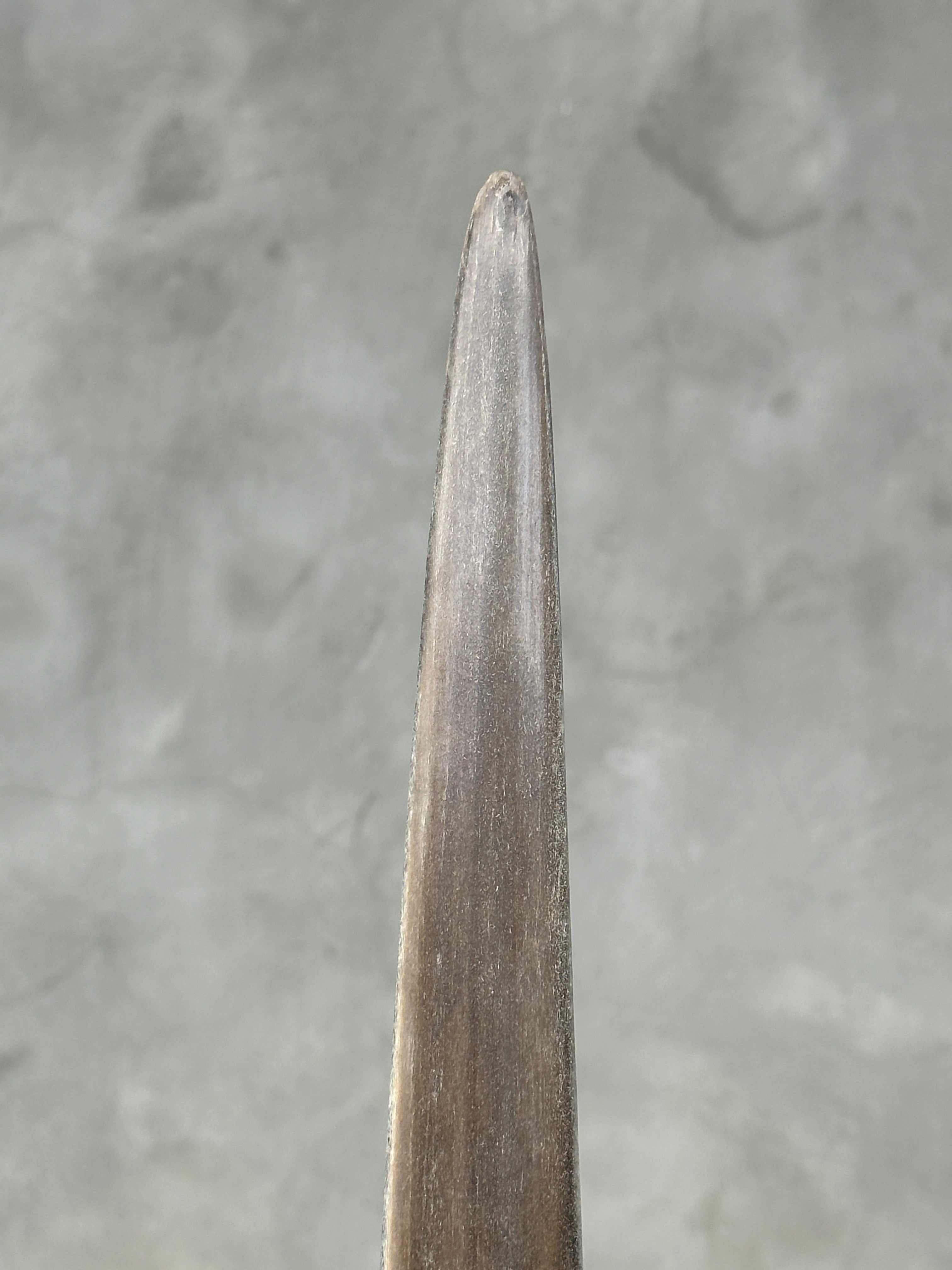 Swordfish - Vertical  - Tusk,A/001