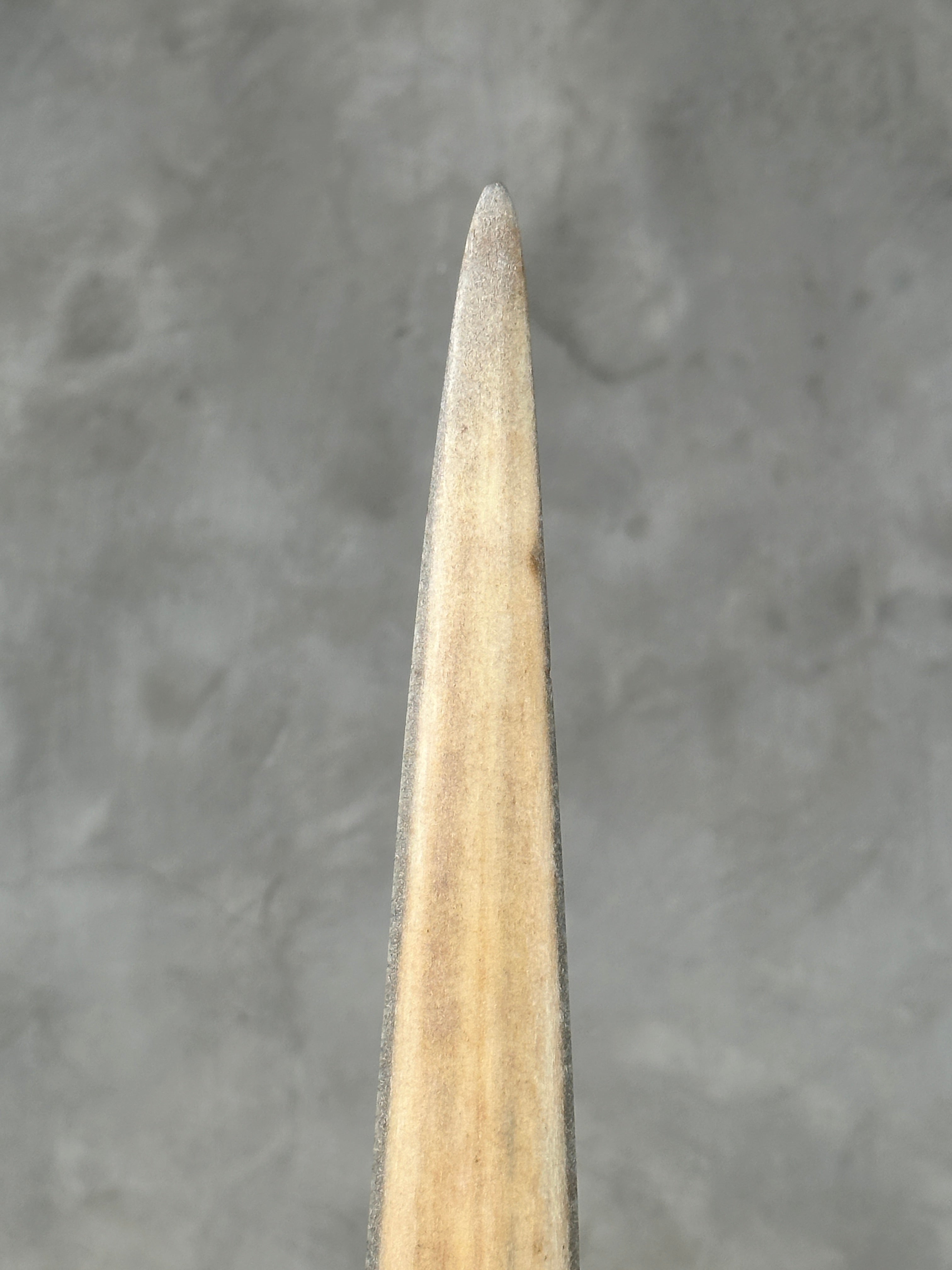 Swordfish - Vertical  - Tusk,A/003