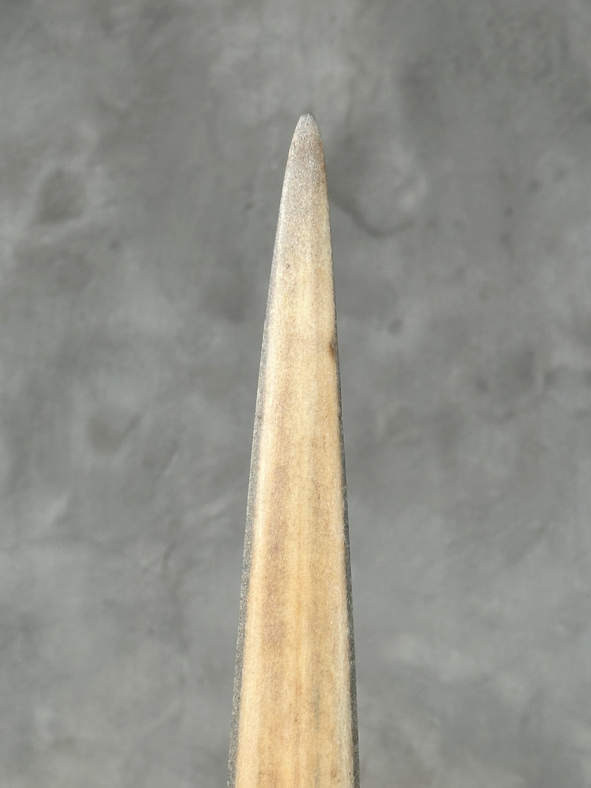 Swordfish - Vertical  - Tusk,A/003