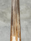 Swordfish - Vertical  - Tusk,A/004