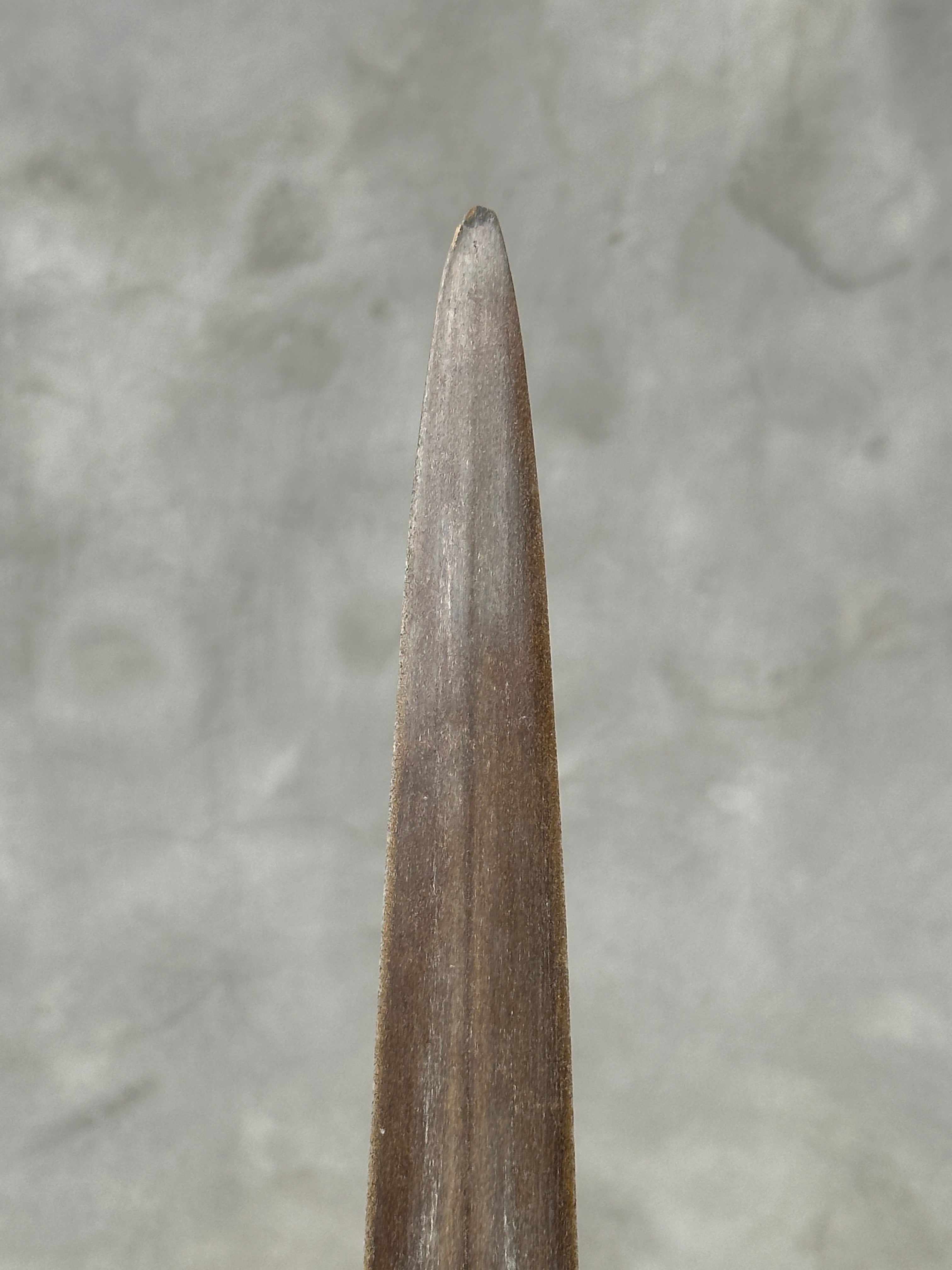 Swordfish - Vertical  - Tusk,A/004