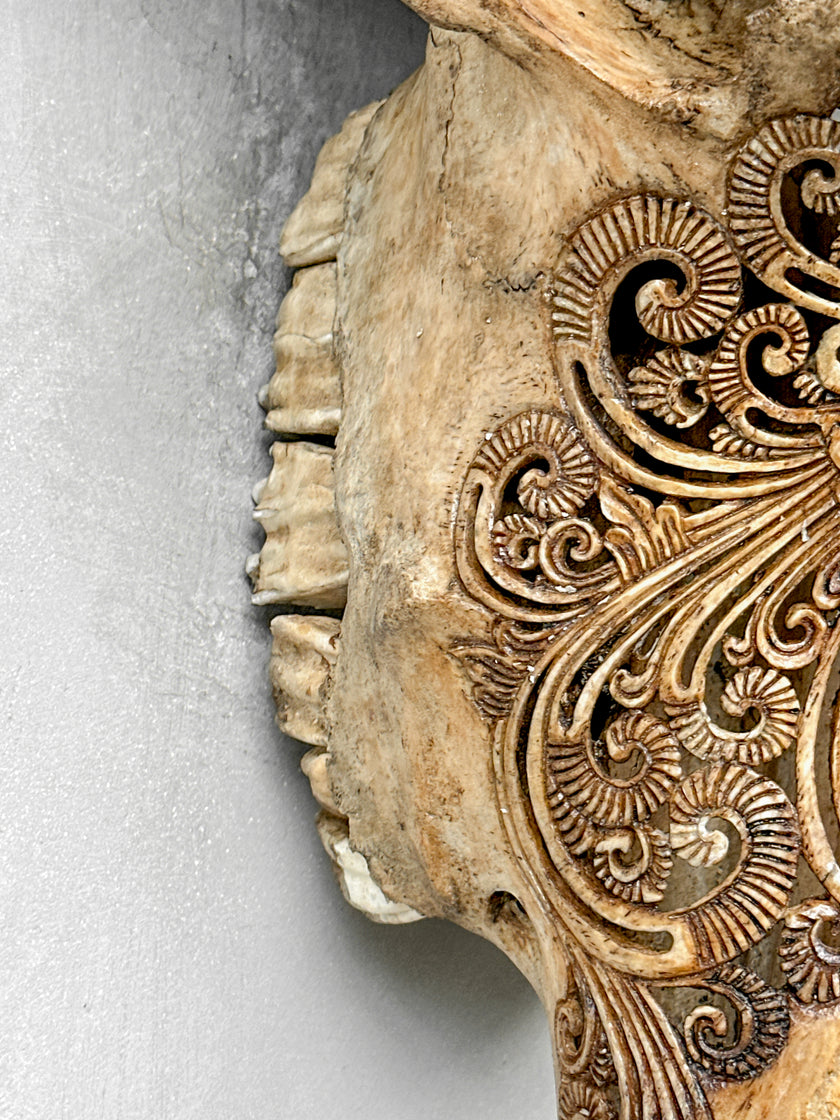 Caved Waterbuffalo Skulls with Ganesha Carving Skull,A/101