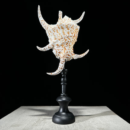 Spider Conch Shell on Stand -P2/352