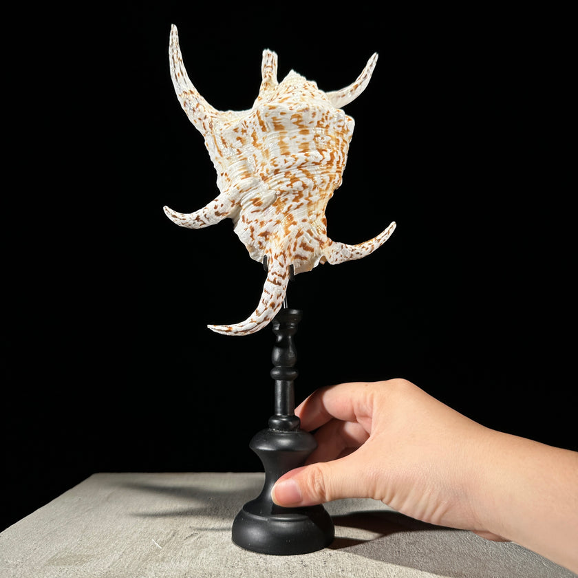 Spider Conch Shell on Stand -P2/352