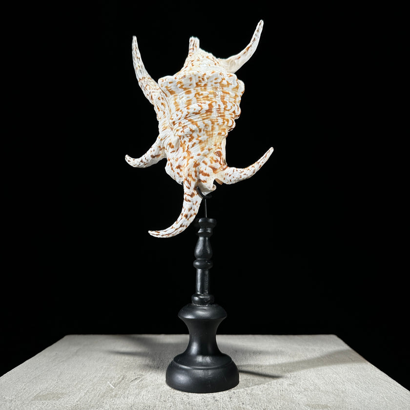 Spider Conch Shell on Stand -P2/352