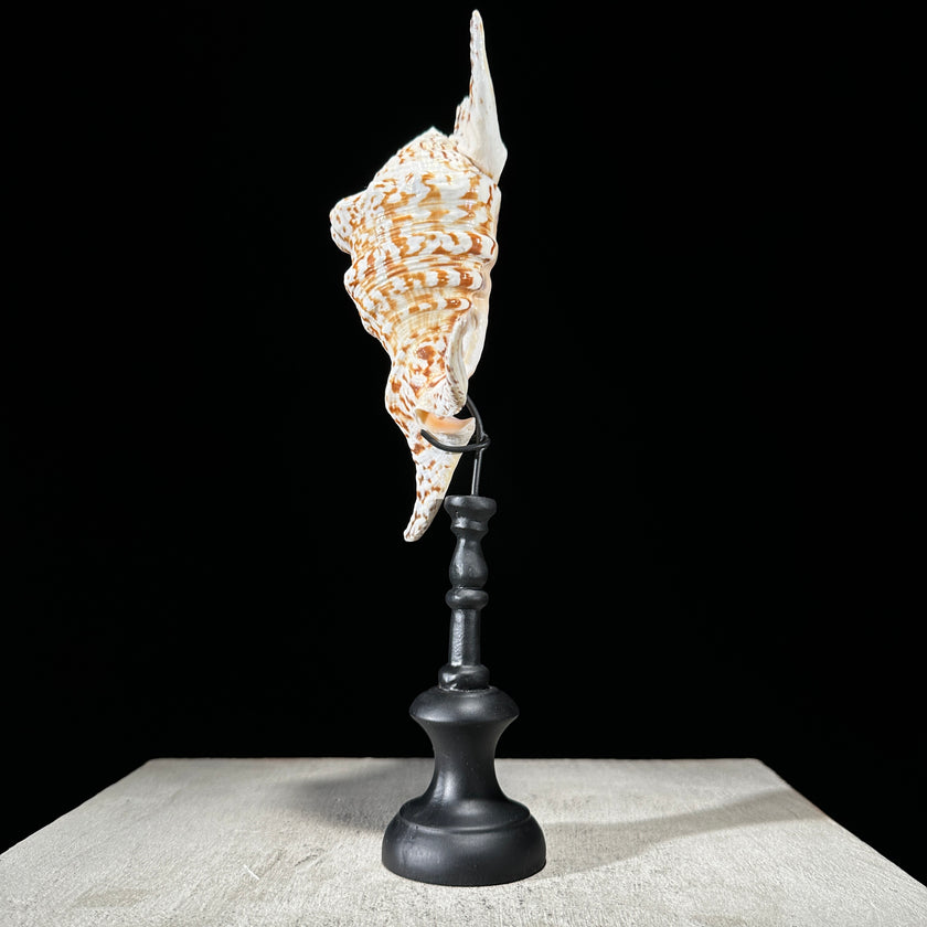 Spider Conch Shell on Stand -P2/352