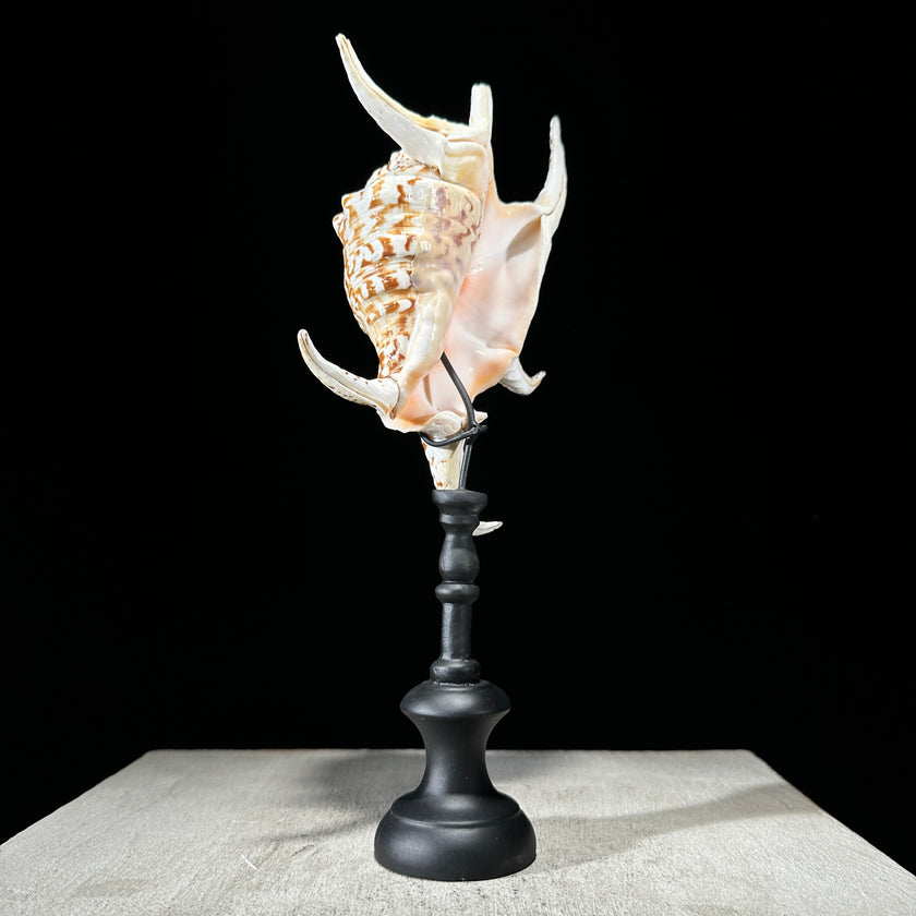 Spider Conch Shell on Stand -P2/352