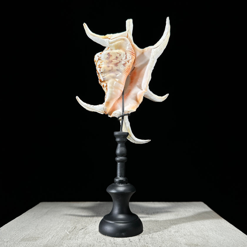 Spider Conch Shell on Stand -P2/352
