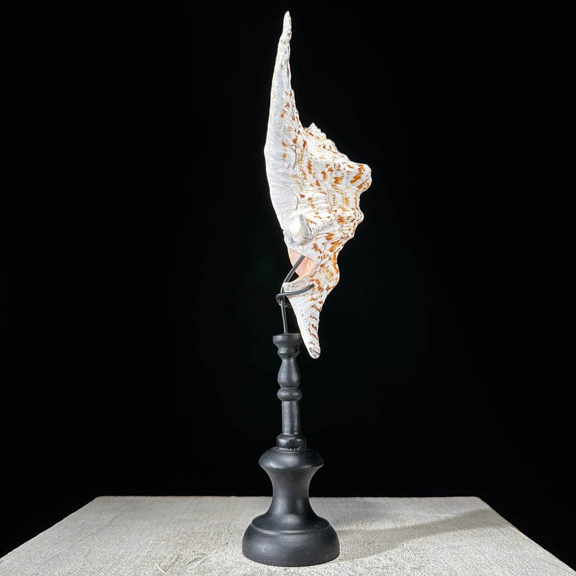 Spider Conch Shell on Stand -P2/352