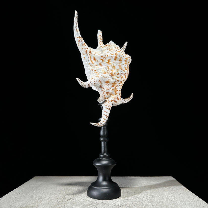 Spider Conch Shell on Stand -P2/352