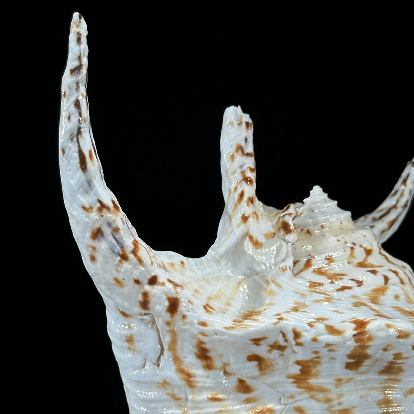 Spider Conch Shell on Stand -P2/352