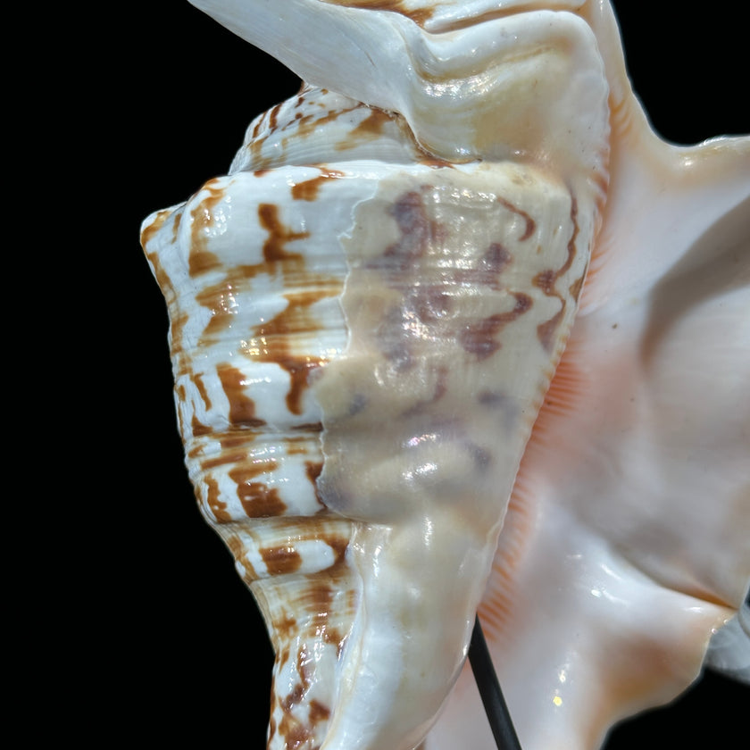 Spider Conch Shell on Stand -P2/352