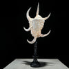 Spider Conch Shell on Stand -T2/352