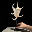 Spider Conch Shell on Stand -T2/352