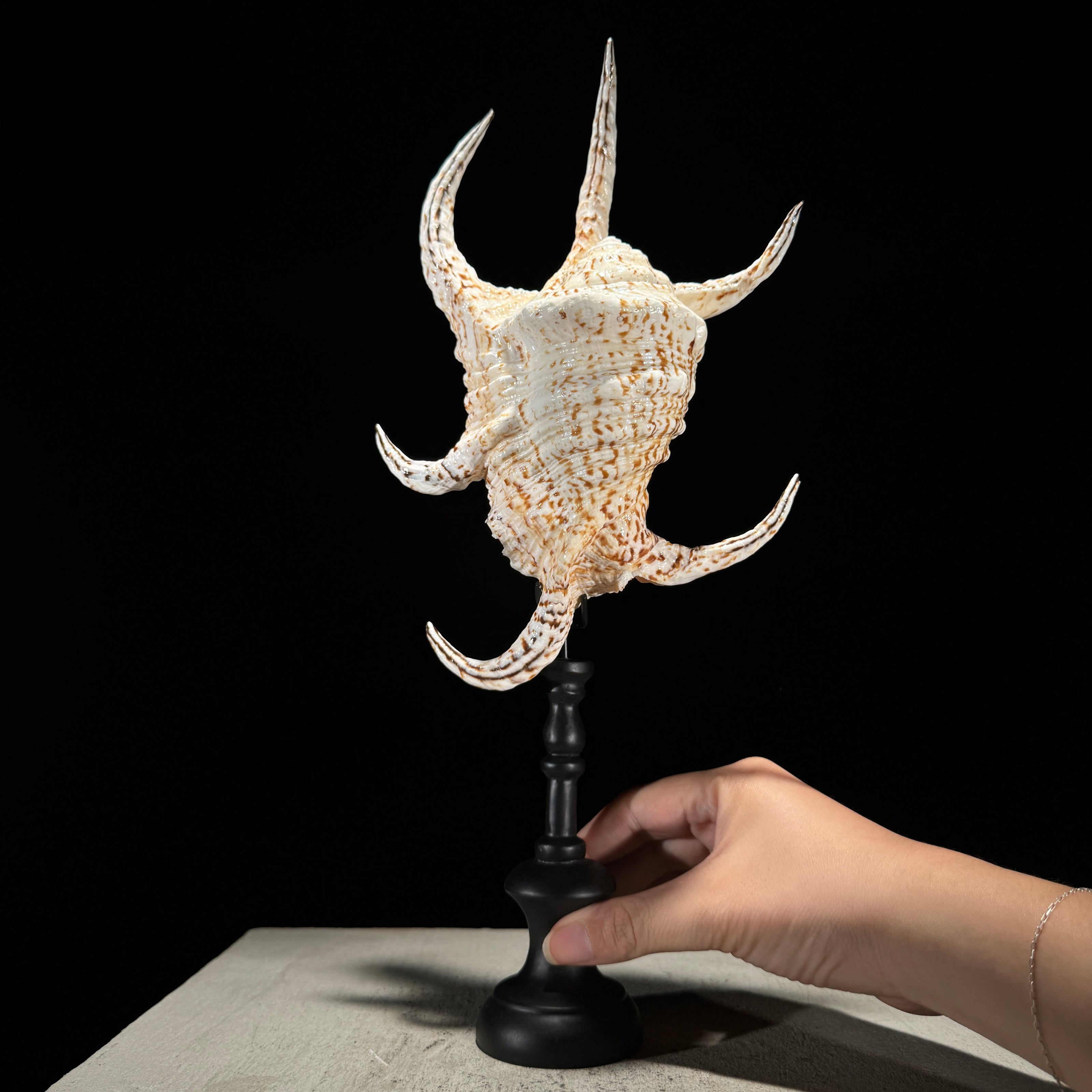 Spider Conch Shell on Stand -T2/352