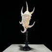 Spider Conch Shell on Stand -T2/352