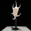 Spider Conch Shell on Stand -T2/352