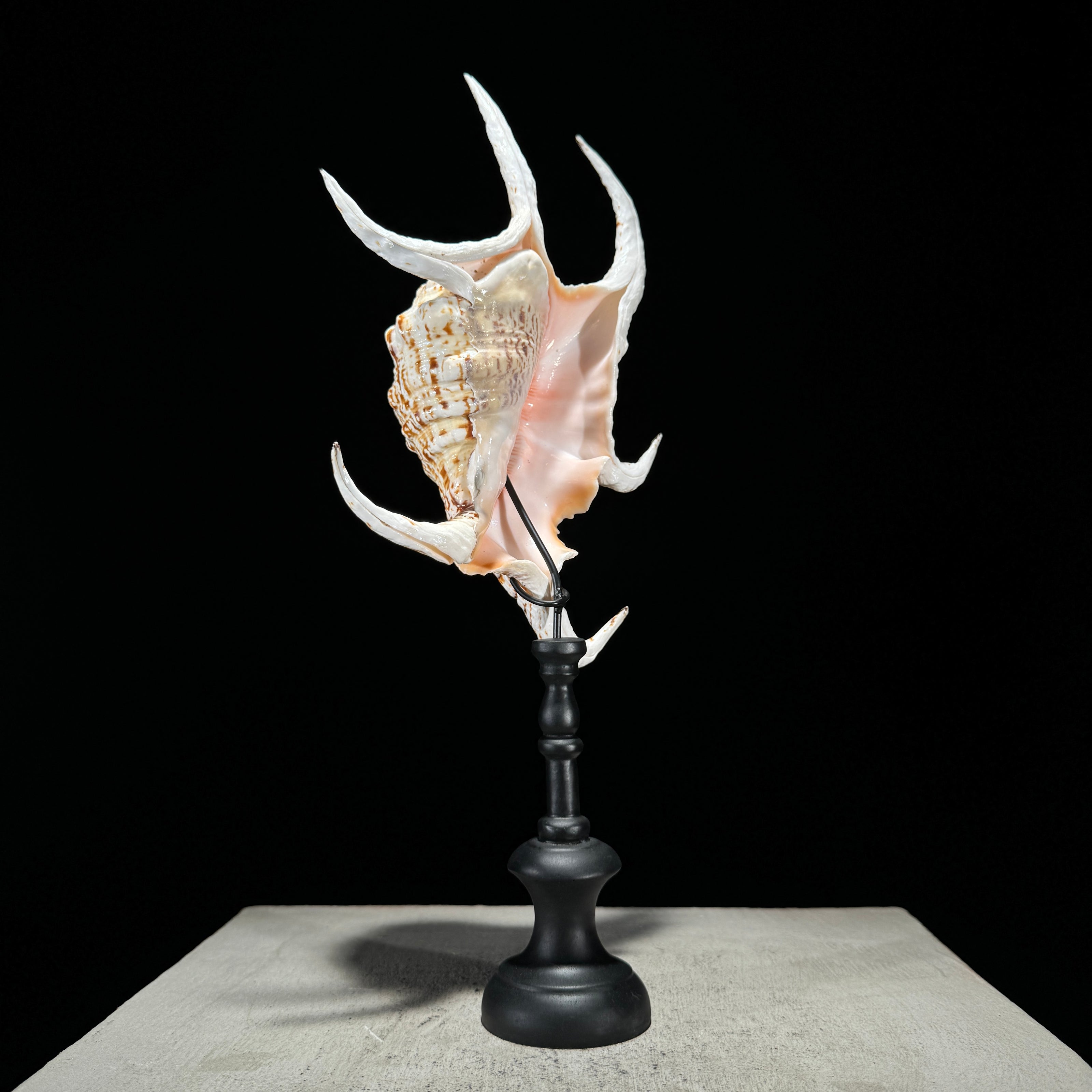 Spider Conch Shell on Stand -T2/352