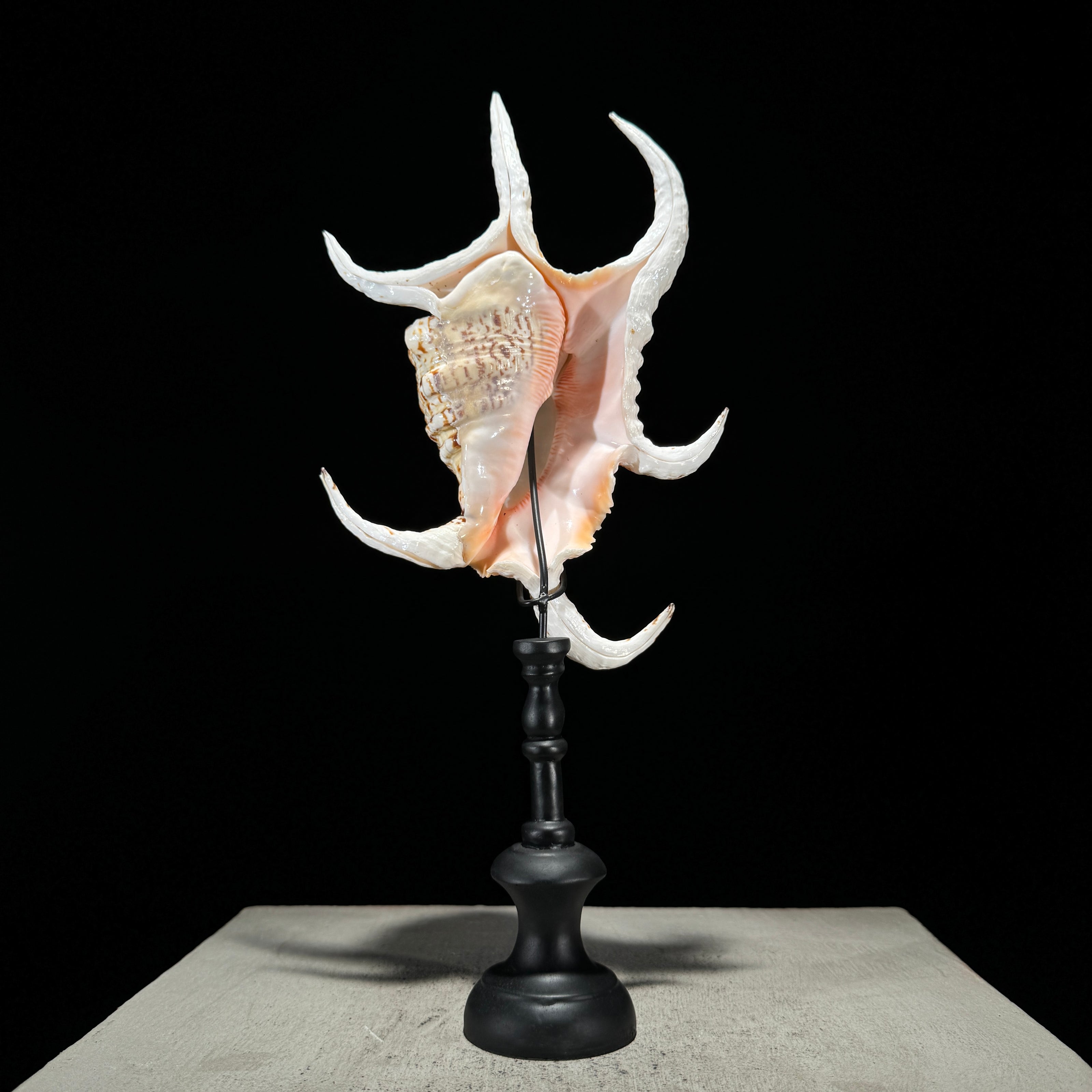 Spider Conch Shell on Stand -T2/352