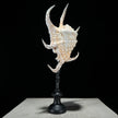 Spider Conch Shell on Stand -T2/352