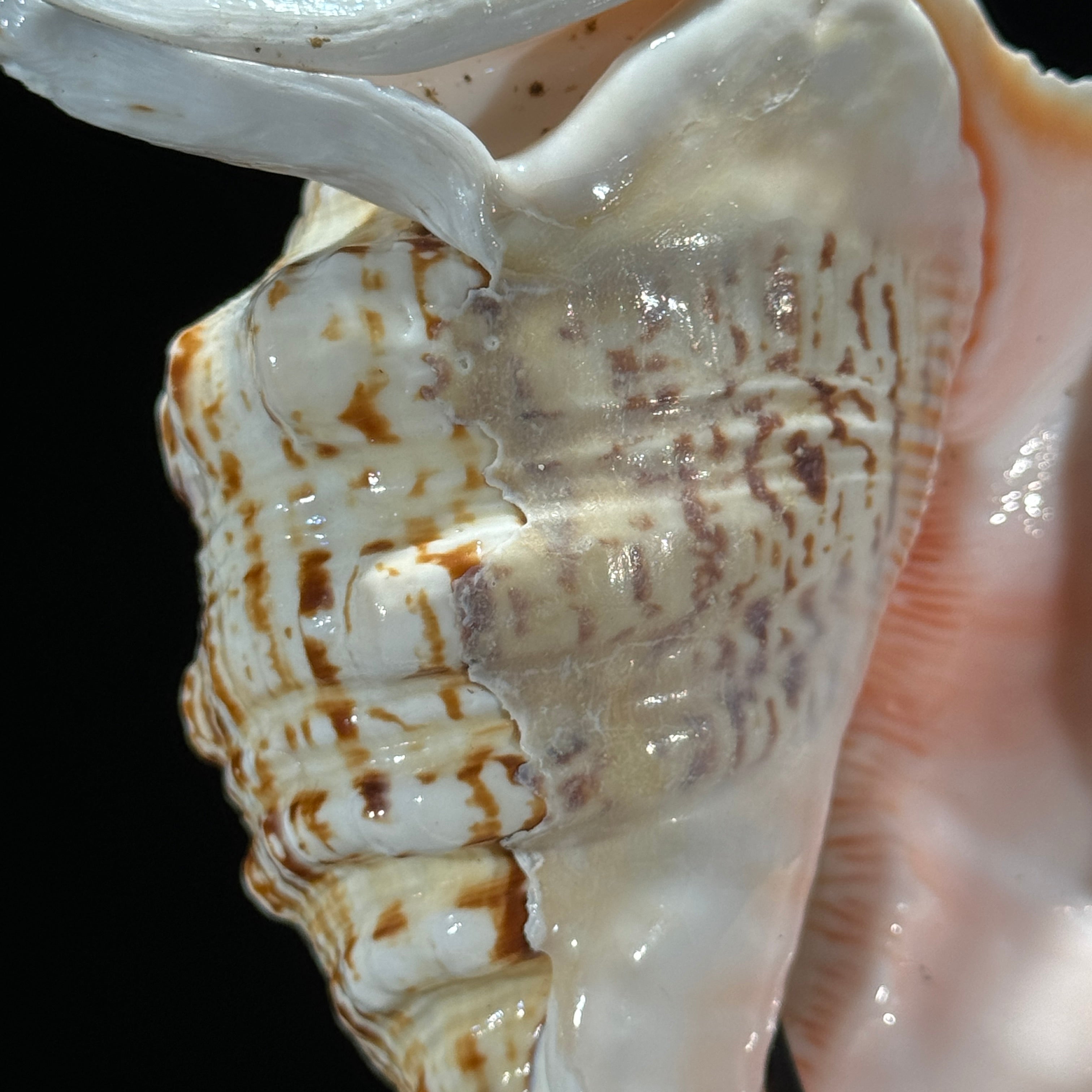 Spider Conch Shell on Stand -T2/352